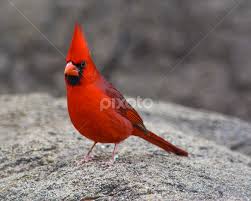The northern cardinal is the symbol of nfl team arizona cardinals and mlb team st. Northern Cardinal Birds Animals Pixoto