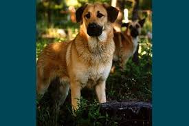 14 dog breeds you ve never heard of but will soon chinook dog dog breeds big dog little dog