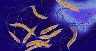 Wie Sich Antibiotika Auf Die Populationsstruktur Von Helicobacter Im