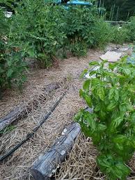 Jul 08, 2019 · there are a couple of things that you should keep in mind when you are using a weed barrier. Weed Barrier Alternatives To Plastic And Landscape Fabric Frugal Solutions Too The Thrifty Couple