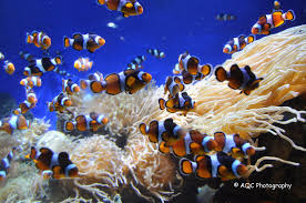 School Of Clown Fish Aqc Photography Clown Fish Sea Fish Fish
