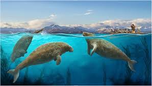 Image result for steller's sea cow