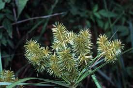 Image result for Cyperus denudatus