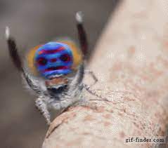 To impress them, you need two things: Peacock Spider Jumping Spider Beautiful Creatures Cute Animals