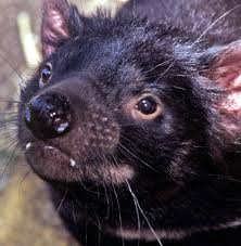 Tasmanian devils being released into the wild last year in southeastern australia. Tasmanian Devil Cancer Culprit Revealed Wired