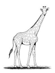 Apprendre à dessiner une girafe.<br>la girafe est un drôle animal,avec son long cou, elle peut voir au dessus des arbres.<br>si vous posez la question: Coloriage Girafe Au Crayon Dessin Gratuit A Imprimer