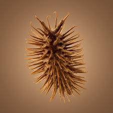 Thorny South African Seeds Get An Up Close Examination In Macro Photographs By Dillon Marsh Macro Photography Photographic Artist Colossal Art