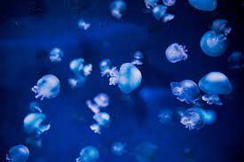 cannonball jellyfish stomolophus meleagris of enoshima aquarium fujisawa キャノンボールジェリー 新江ノ島水族館