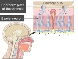 Bipolar neurons are found in the retina of the eye, roof of the nasal cavity, and inner ear. Bipolar Neurons Structure And Functions