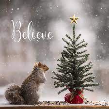 We did not find results for: Believe Christmas Tree Squirrel Square Photograph By Terry Deluco