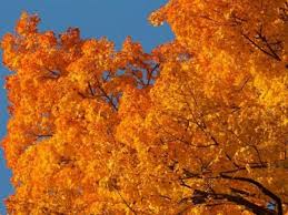 Fall Foliage Map 2018 When Autumn Leaves Peak In Virginia