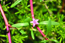 Image result for Sesuvium portulacastrum