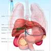 The rib cage protects vital organs, such as the heart and lungs. Https Encrypted Tbn0 Gstatic Com Images Q Tbn And9gcqenlsm4kc6bmazowpus2iiqr9wuf9e9ooghwbyssxm0 Bm2dcr Usqp Cau