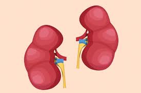 This Is How Long It Takes To Pass A Kidney Stone Shield Healthcare