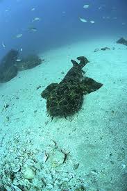 Underwater Bottom Feeder Life Under The Sea Deep Sea Creatures Under The Sea
