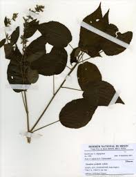 Image result for Triumfetta cordifolia