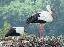 Birds Of Cape Cod National Seashore 161 Gera Zinia Lietuva Gandrų Salis Lithuania Bird Species Species