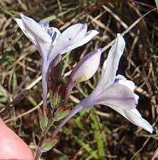 Image result for Babiana bainesii