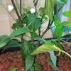 How to start jalapenos from seed: 1