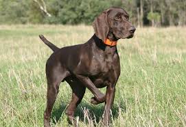 German Shorthair Pointer The Best Dogs I Could Ask For Oh How I Love My Babies Pointer Dog German Shorthaired Pointer Dog German Shorthaired Pointer