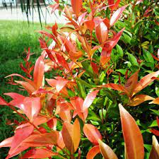 Indigenous tree of malaysia and thailand. Kelat Paya Pucuk Merah Syzigium Campanulatum Anak Pokok Berakar Young Plant With Roots Shopee Malaysia