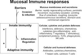 Does animal cell have mucous membrane. Mucosal Immune System Of Cattle Veterinary Clinics Food Animal Practice