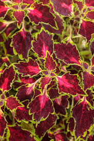 Image result for Coleus sylvestris