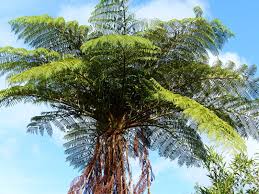 Image result for Cyathea
