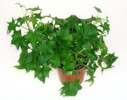 German Ivy Tough Trailing Shiny Green Leaves Plants Ivy Plants Plant Care