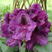 We did not find results for: Lee S Dark Purple From Nvk Nurseries