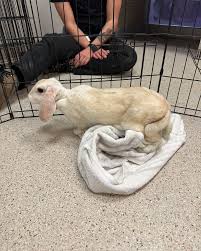 We've got another HSU Success Story for you, and let us preface it by  saying it's one "hoppy" tale! 🐰 This week's story is all about Magical  Mavis! Here is what her