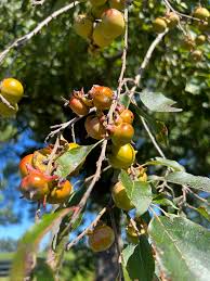 Image result for Ebenaceae