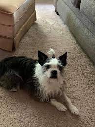 Boston Terrier And Wirehaired Terrier Mixed Rescue Dog For Adoption In St Charles Illinois Soph Rescue Dogs For Adoption Dog Adoption Boston Terrier Rescue