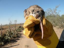 Using this lean system will provide you with the tools to track your inventory costs. Northern Grasshopper Mouse Mammals Of The Kaibab National Forest Inaturalist