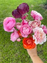 Image result for Ranunculus volkensii