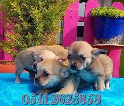 Chihuahua Yavru Chihuahua Kopek