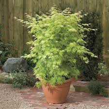 Ses feuilles palmées sont vert tendre au printemps, plus foncé en été, jaune orangé en automne. Erable Du Japon Orange Dream Jardiland