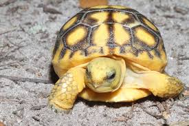 Polyphemus is threatened by predation and habitat destruction. 16 Florida S Gopher Tortoise Ideas Tortoise Gopher Tortoises