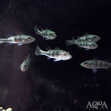 Image result for Eriocaulon afzelianum