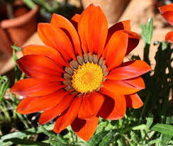 Gazania seeds for sale at seeds4garden.com. Gazania Seeds