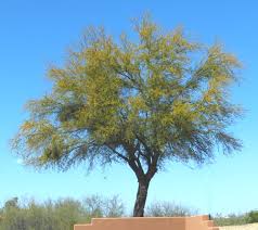 Image result for Acacia farnesiana