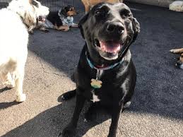 199 riverside ave bristol, ct 06010 get directions. Doggie Daycare In Bristol Ct Dog Grooming Training In Bristol
