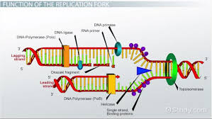 Dna structure function and replication worksheet answer key. Dna Replication Fork Definition Overview Video Lesson Transcript Study Com