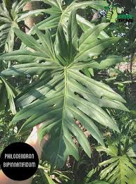 Philodendron Bipinnatifidum