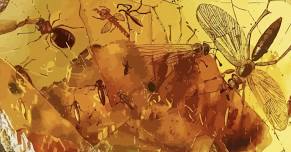 Faux Amber Insect Pendants for Teens