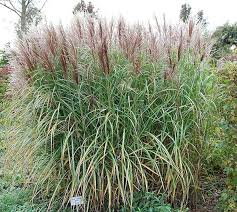 Fährt der wind durch die stattlichen horste des chinaschilfs, so rascheln die halme. Chinaschilf Kaskade Xxxl Topf Miscanthus Sinensis Kaufen Bei Nr 01 De