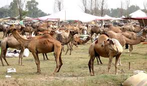 Those who can afford to buy cows for sacrifice also consider camels as some are even available within the same price range though transporting them, where to keep them at home and getting the right butcher can pose issues here. Eid Al Adha Cattle Markets Flooded With Sacrificial Animals That Are Too Pricey For Most Buyers Arab News Pk