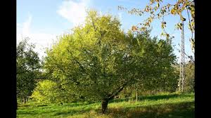 Das anstreichen der baumstämme und sträucher im herbst und winter schützt vor frostbrüchen und schädlingen. Weissen Der Obstbaume Youtube