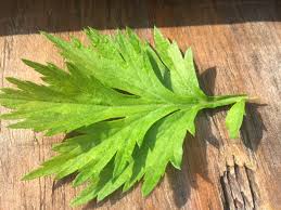 Image result for Artemisia sp.no.1