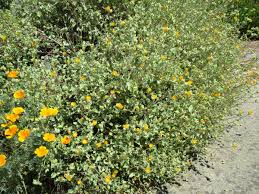 Image result for Abutilon rehmannii